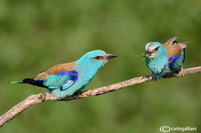 Ghiandaia marina-European Roller (Coracias garrulus)