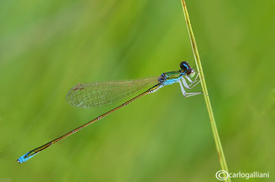 Nehalenia speciosa male