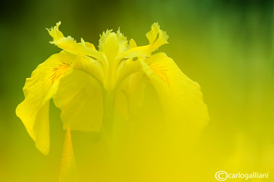 Iris pseudoacarus