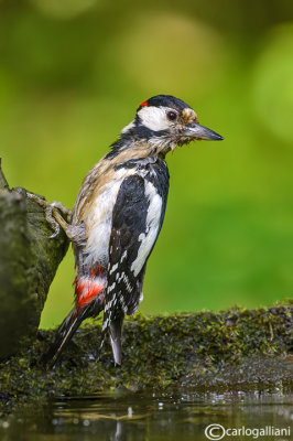 Picchio rosso maggiore-Great Spotted Woodpecker (Dendrocopos major))