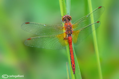 Sympetrum flaveolum male