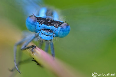 Enallagma cyathigerum male