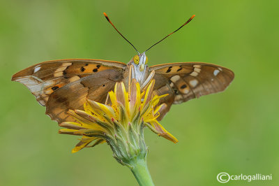 Lycaena hippothoe