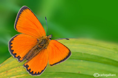 Lycaena hippothoe