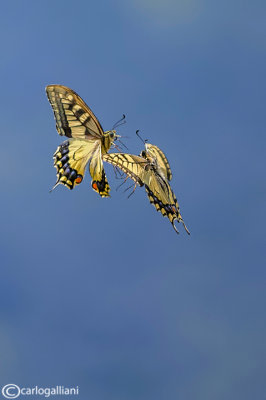 Courtship in Old world Swallowtail
