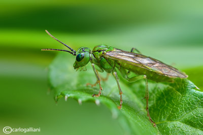 Rhogogaster viridis