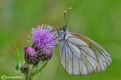 Aporia crataegi