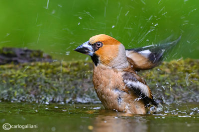 Frosone- Hawfinch (Coccothraustes coccothraustes)