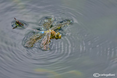 Anax parthenope