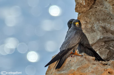 Falco unicolore-Sooty Falcon (Falco concolor)