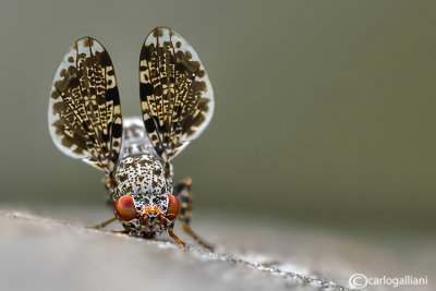 Callopistromyia annulipes