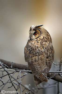 Gufo comune-Long-eared Owl  (Asio otus)
