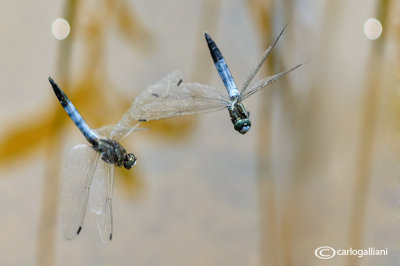 Orthetrum albystilum