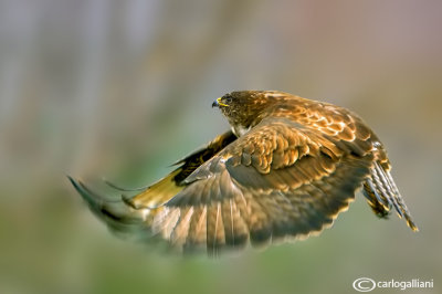 Poiana-Common Buzzard (Buteo buteo)