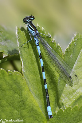 Coenagrion hastulatum male