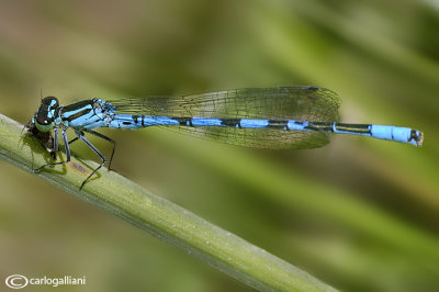 Coenagrion hastulatum male