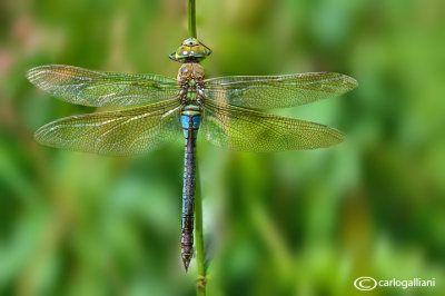 Anax parthenope female