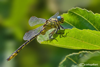 Gomphus flavipes male