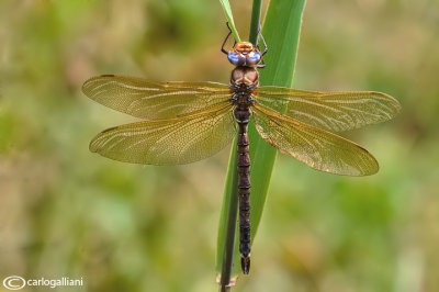 Aeshna grandis male