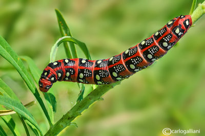 Spurge hawkmoth ((Hyles euphorbiae)