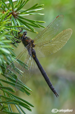 Somathoclora arctica female