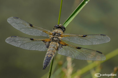 Libellula quadrimaculata male