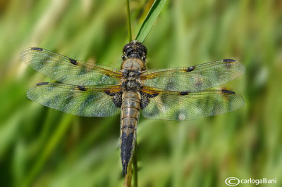 Libellula quadrimaculata male