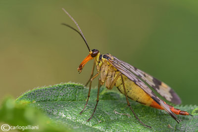 Mosca scorpione (Panorpa sp. )