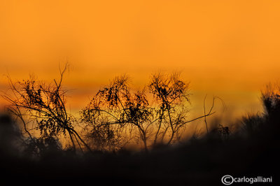 steppe08-4.jpg