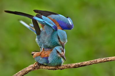 Ghiandaia marina-European Roller (Coracias garrulus)