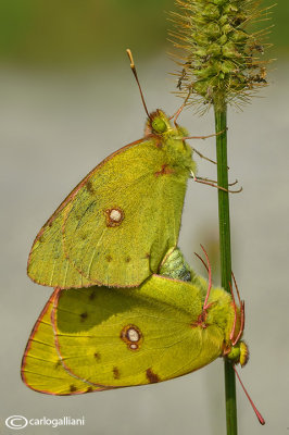 Colias crocea