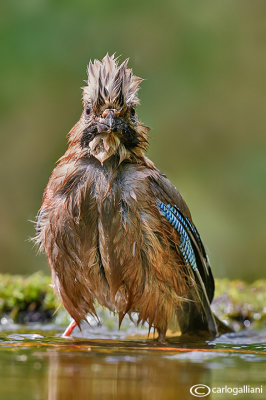 Ghiandaia -Eurasian Jay(Garrulus glandarius)