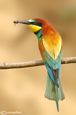 Gruccione-European Bee-eater (Merops apiaster)
