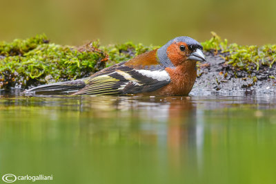 Fringuello- Chaffinch (Fringilla coelebs)