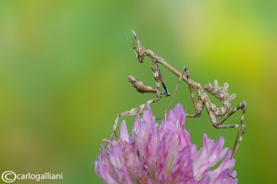 Empusa pennata