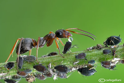 Milking of aphids - Formica cunicularia