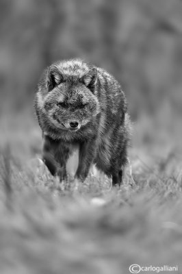 Sciacallo dorato -Golden jackal (Canis aureus)