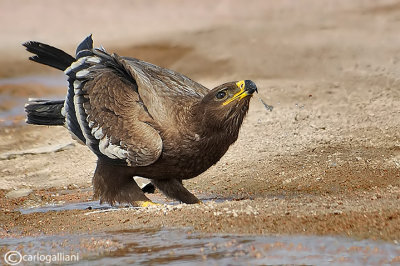 Aquila delle steppe-Steppe Eagle (Aquila nipalensis)