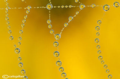 Spider web drops