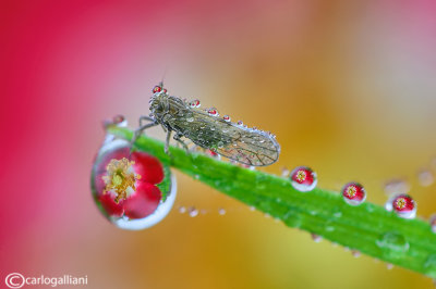 Cicadellidae and refraction drops