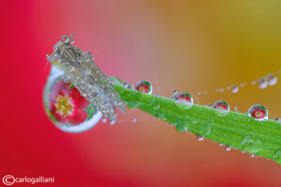 Refraction drops with Cicadellidae