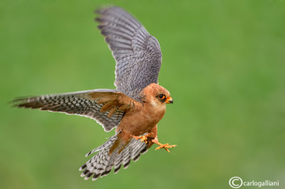 Falco cuculo- Red-footed Falcon (Falco vespertinus)