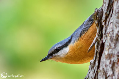 Picchio muratore-Eurasian Nuthatch (Sitta europaea)