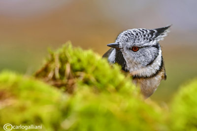 Cincia dal ciuffo - Crested tit - (Lophophanes cristatus)