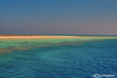 Mare