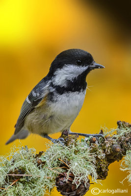 Cincia mora- Coal Tit (Periparus ater)