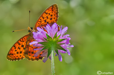 Brentis daphne