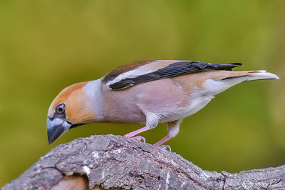 Frosone- Hawfinch (Coccothraustes coccothraustes)