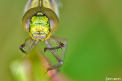 Aeshna cyanea