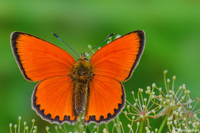 Lycaena hippothoe